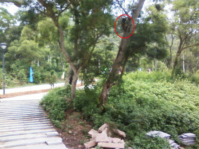 谁家阿哥爬树上（手机拍摄）