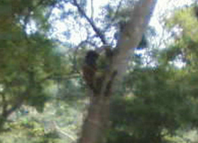 谁家阿哥爬树上（手机拍摄）