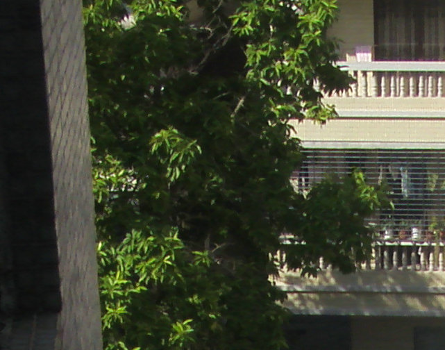 树灵精·树公公