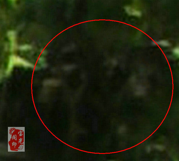 树灵精·树公公