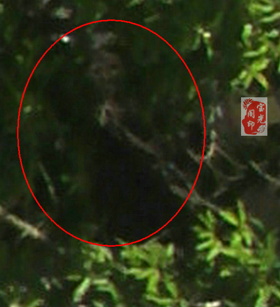 树灵精·树公公