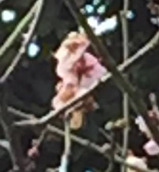 春游偶遇花神树神，喜哉乐哉