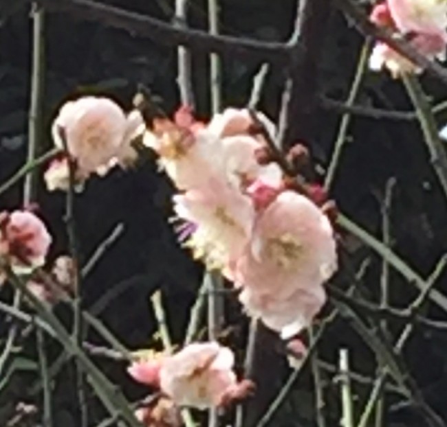 春游偶遇花神树神，喜哉乐哉