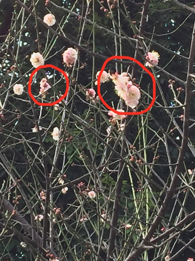 春游偶遇花神树神，喜哉乐哉