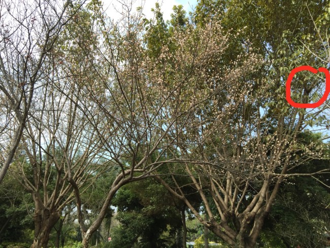 春游偶遇花神树神，喜哉乐哉