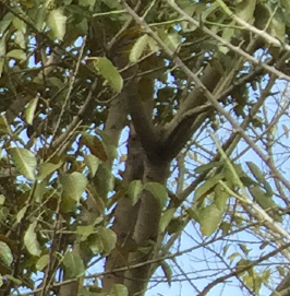 春游偶遇花神树神，喜哉乐哉