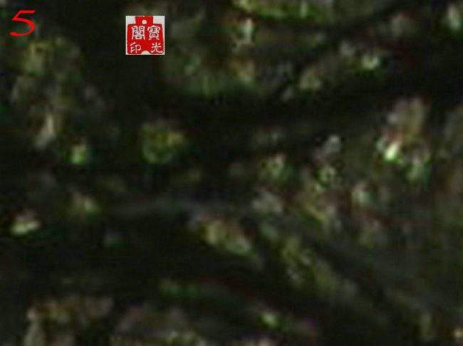 丛林里偷瞧扫墓的小精灵们