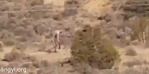 葡萄牙沙漠惊现人形怪物：双手过膝直立行走，穿越沙漠荒地