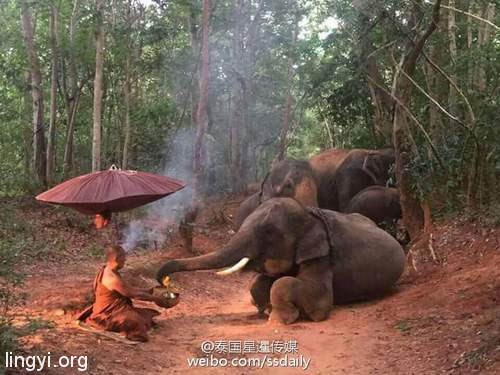震撼全球:大象跪拜佛门大师 没有摆拍无人训练