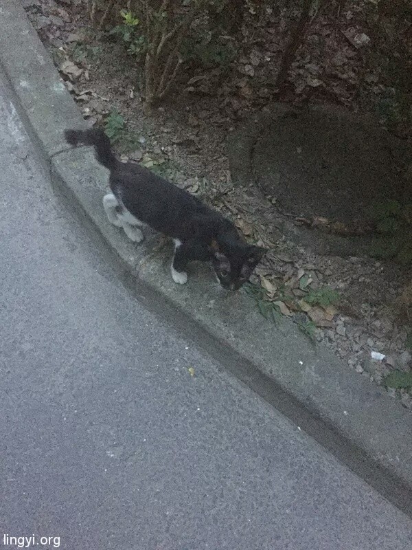 鬼节遇到诡异的黑猫