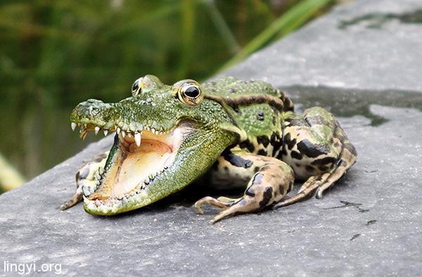 鳄蛙（高清图）