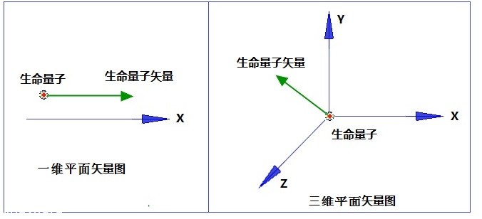 走进场生命世界 第二十六章 人体中的量子生命