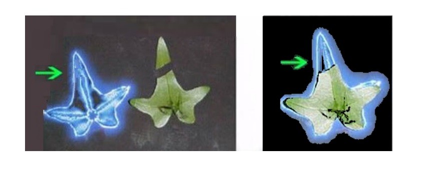 走进场生命世界 第四章 场生命的辉光现象证明场生命存在