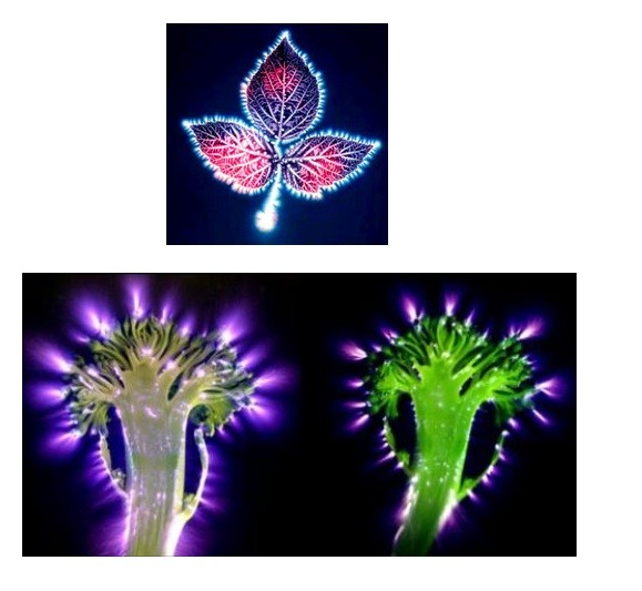 走进场生命世界 第十一章  场生命的起源