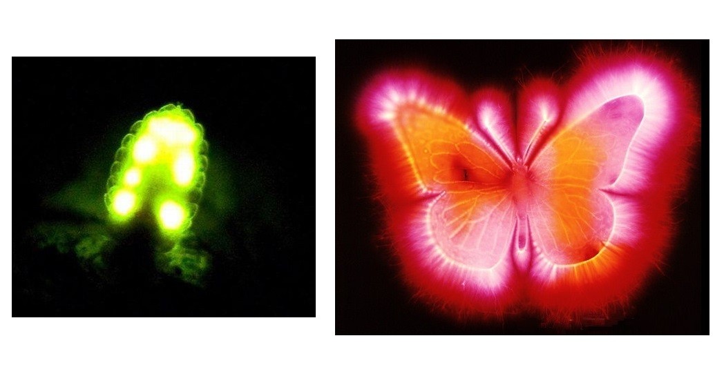 走进场生命世界 第十一章  场生命的起源