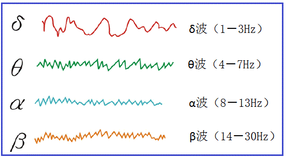 走进场生命世界 第十五章 人类场大脑和体大脑的关系