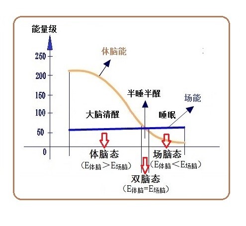 走进场生命世界 第十五章 人类场大脑和体大脑的关系