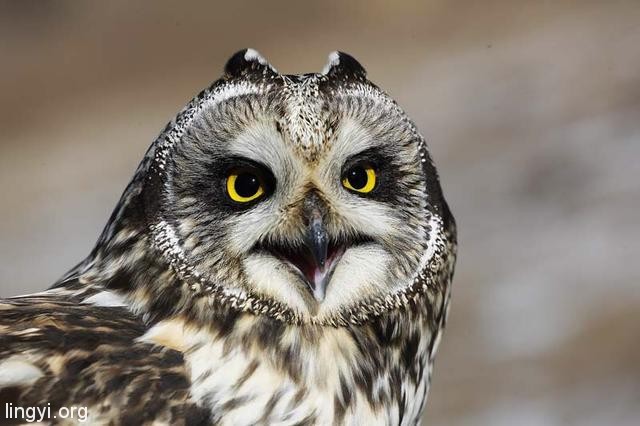 猫头鹰是“报丧鸟”,在我家树上连叫三天,结果我家就出事了 猫头鹰是“报丧鸟”,在我家树上连叫三天,结果我家就出事了