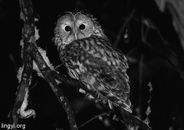 猫头鹰是“报丧鸟”,在我家树上连叫三天,结果我家就出事了 猫头鹰是“报丧鸟”,在我家树上连叫三天,结果我家就出事了