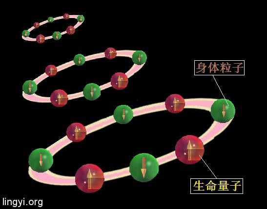 走进场生命世界 第二十五章 量子纠缠解释人类的灵异现象