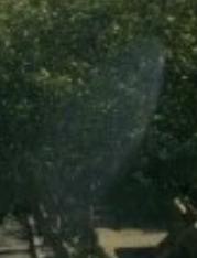 整理以前拍摄的照片时的意外发现