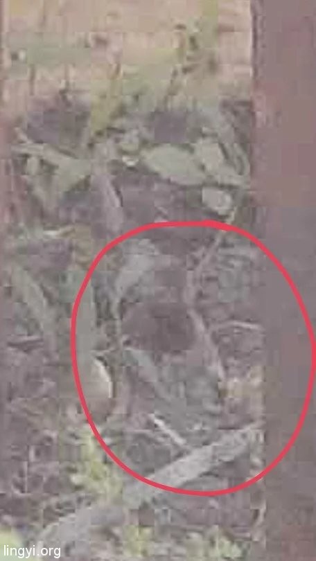 挖挖以前的照片