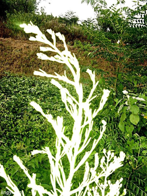 一花一世界，一叶一菩提