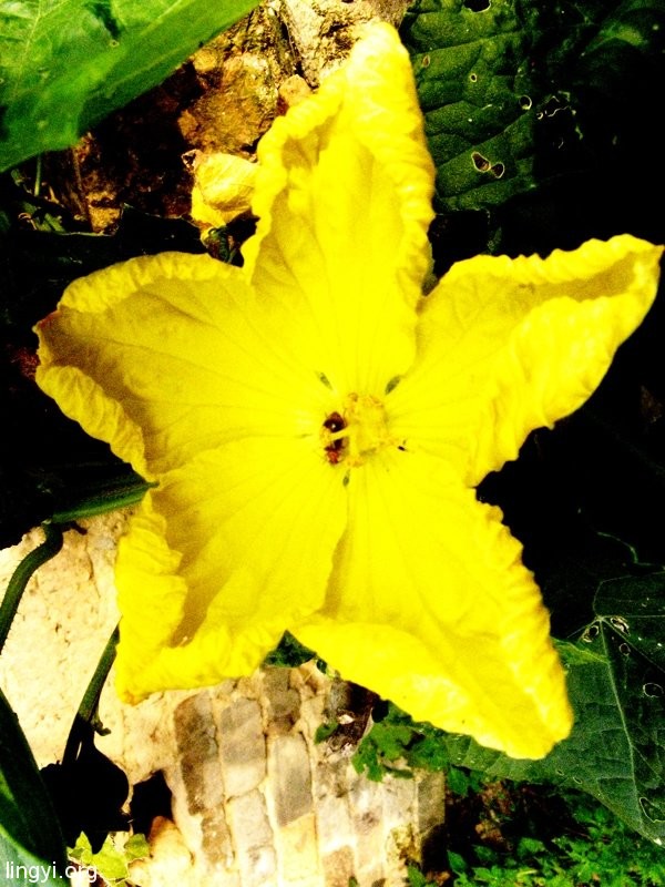 一花一世界，一叶一菩提