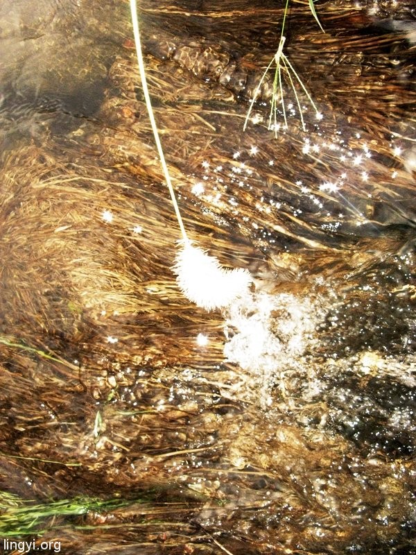 一花一世界，一叶一菩提