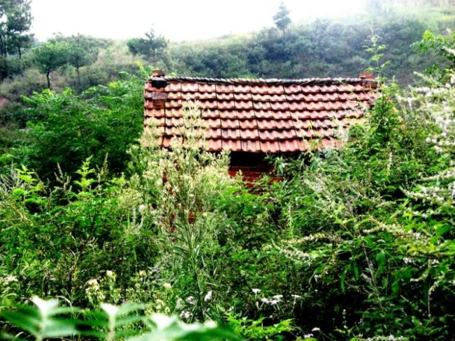 一花一世界，一叶一菩提