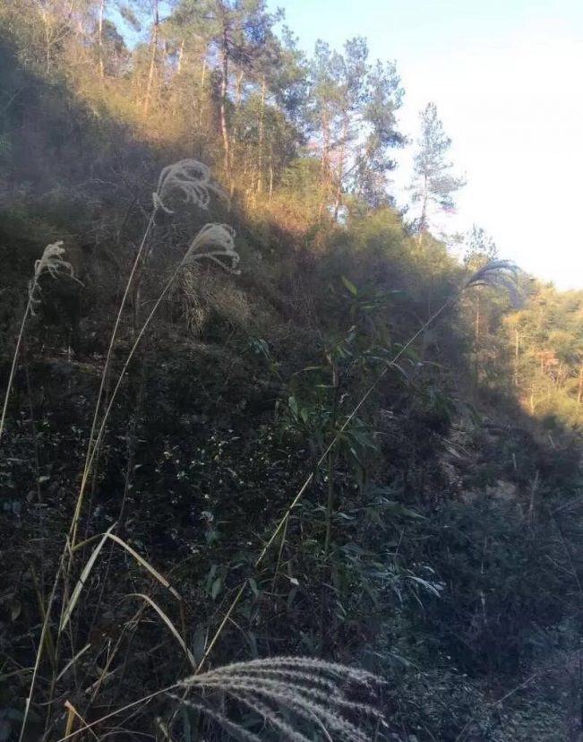 (真实)嵊州解密鬼打墙