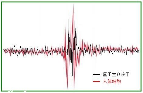 走进场生命世界 第二十九章   癌症的新发现及防治