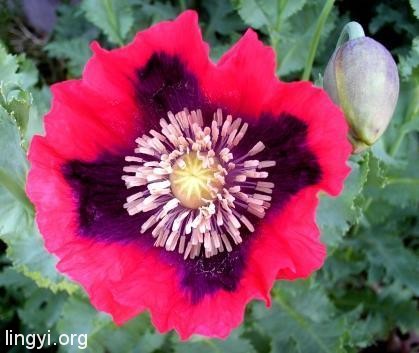 多年疑惑十七——《那朵花》