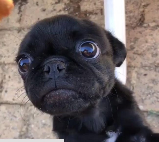 狗狗和小孩都能看见鬼