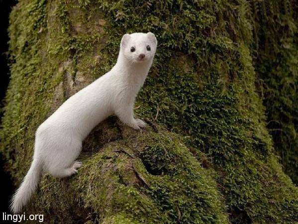 越战老兵讲述他的第一次奇异狩猎经历