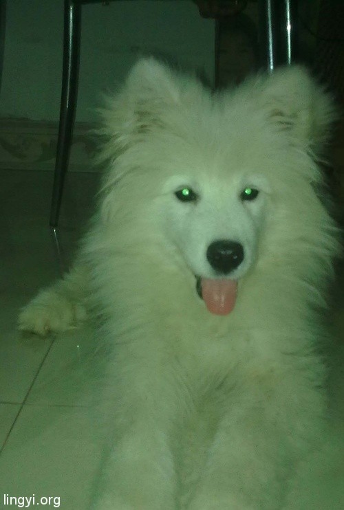 关于灵友发表的“发一张我同事家拍的真实的鬼照片吧”