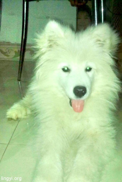 关于灵友发表的“发一张我同事家拍的真实的鬼照片吧”