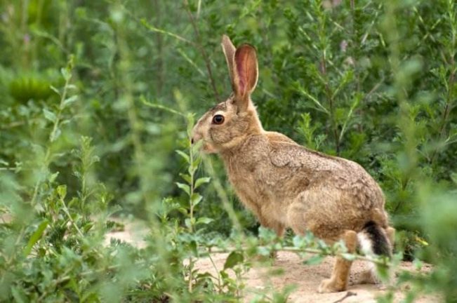 农村诡事四(兔子神儿2)