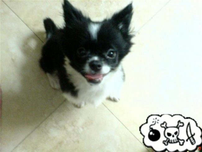 关于自己养的一只狗