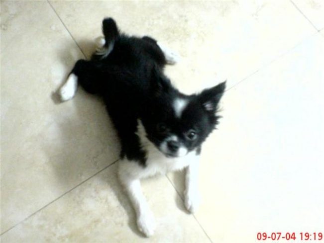 关于自己养的一只狗