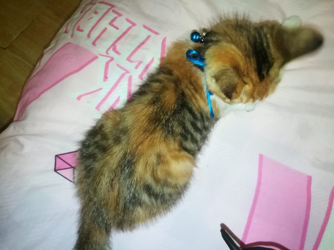 我想十七了❤️