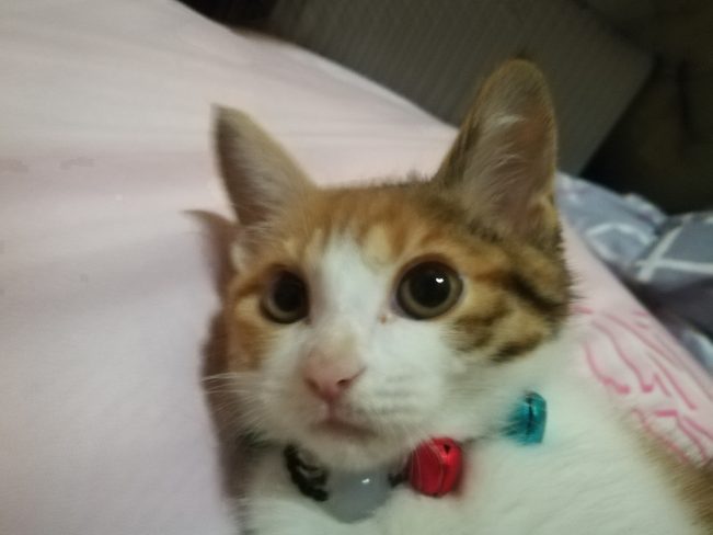 我想十七了❤️