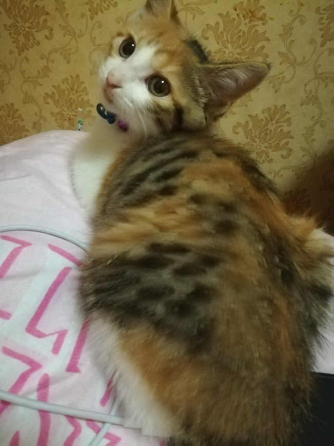 我想十七了❤️