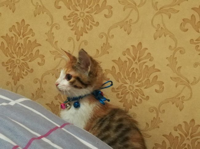 我想十七了❤️
