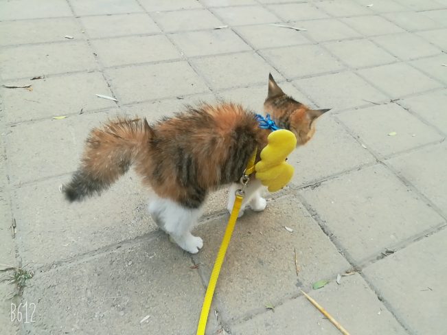 我想十七了❤️