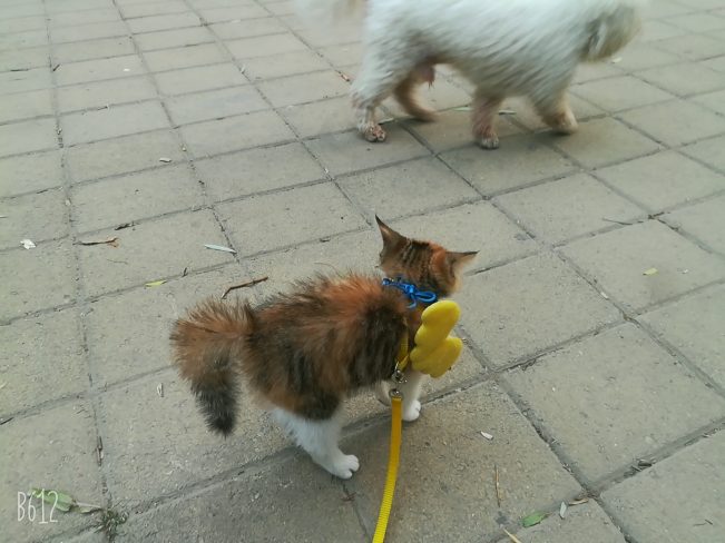 我想十七了❤️