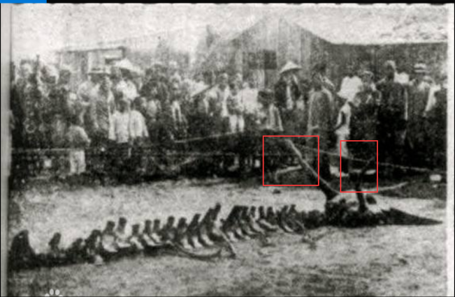 猫十七:解密营口坠龙事件+搜集来的视频!