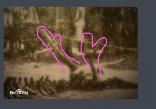 猫十七:解密营口坠龙事件+搜集来的视频!