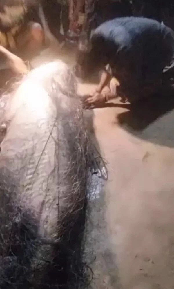 泰国抓到一只"河神",全村人跪拜后将其宰杀换钱