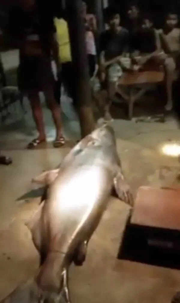 泰国抓到一只"河神",全村人跪拜后将其宰杀换钱